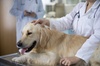Up to 91% Off on Online Veterinary Support Assistant and Pet Nutrition Certification with Expert Skills Courses