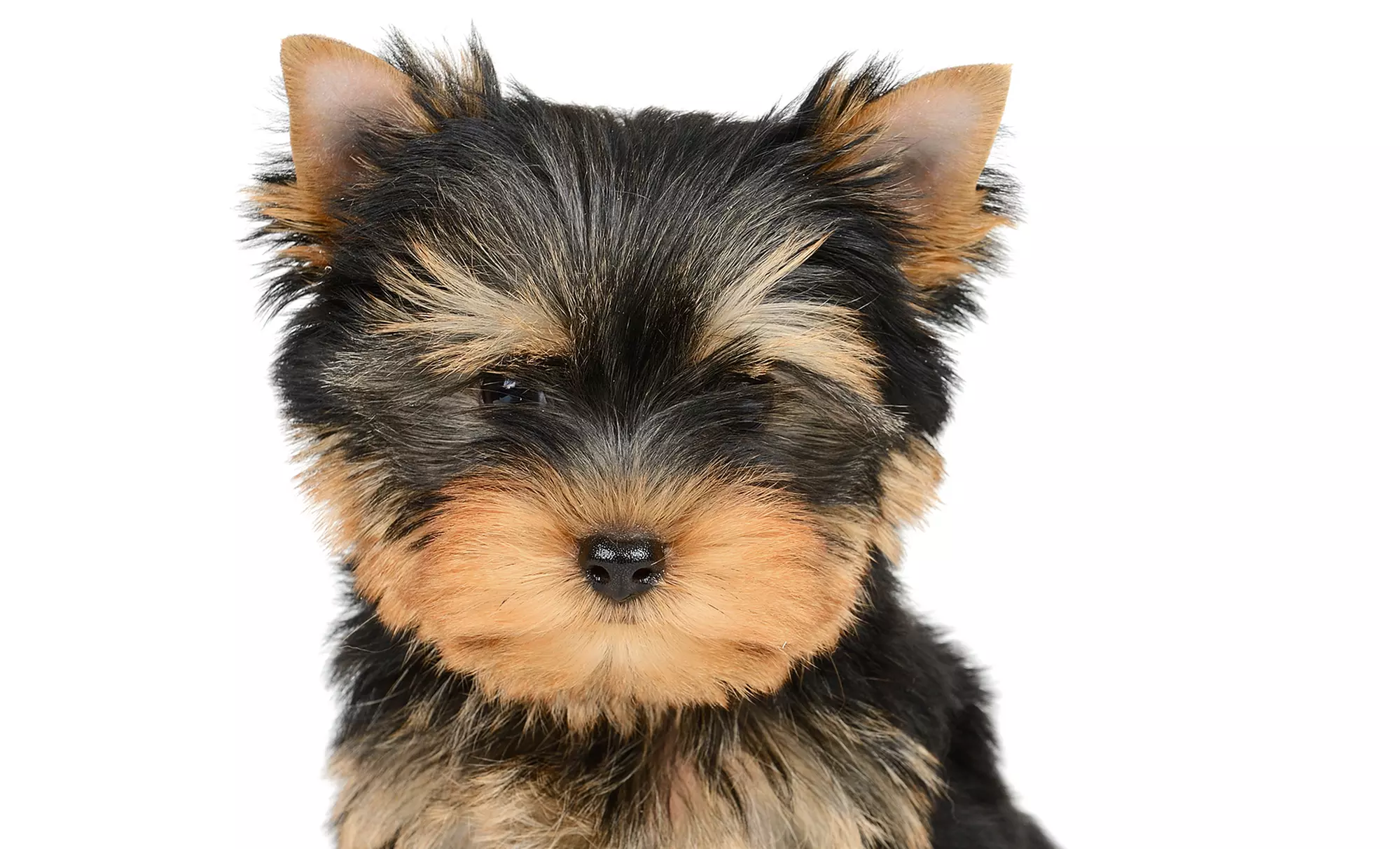 Dog Spa Outing for Small, Medium, or Large Dogs at Happy Hounds Pet Grooming (50% Off) - Primary Image