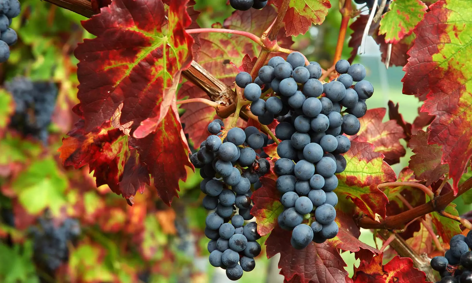 Full-Day Winery Bus Tour with Meal and Souvenirs for One, Two, or Four from Texas Winos (Up to 66% Off)  - Primary Image