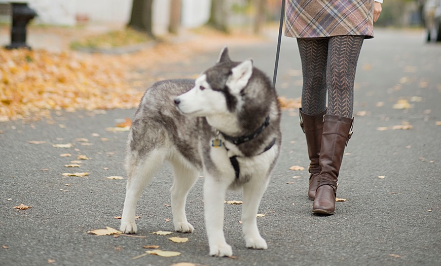 the golden leash dog walking