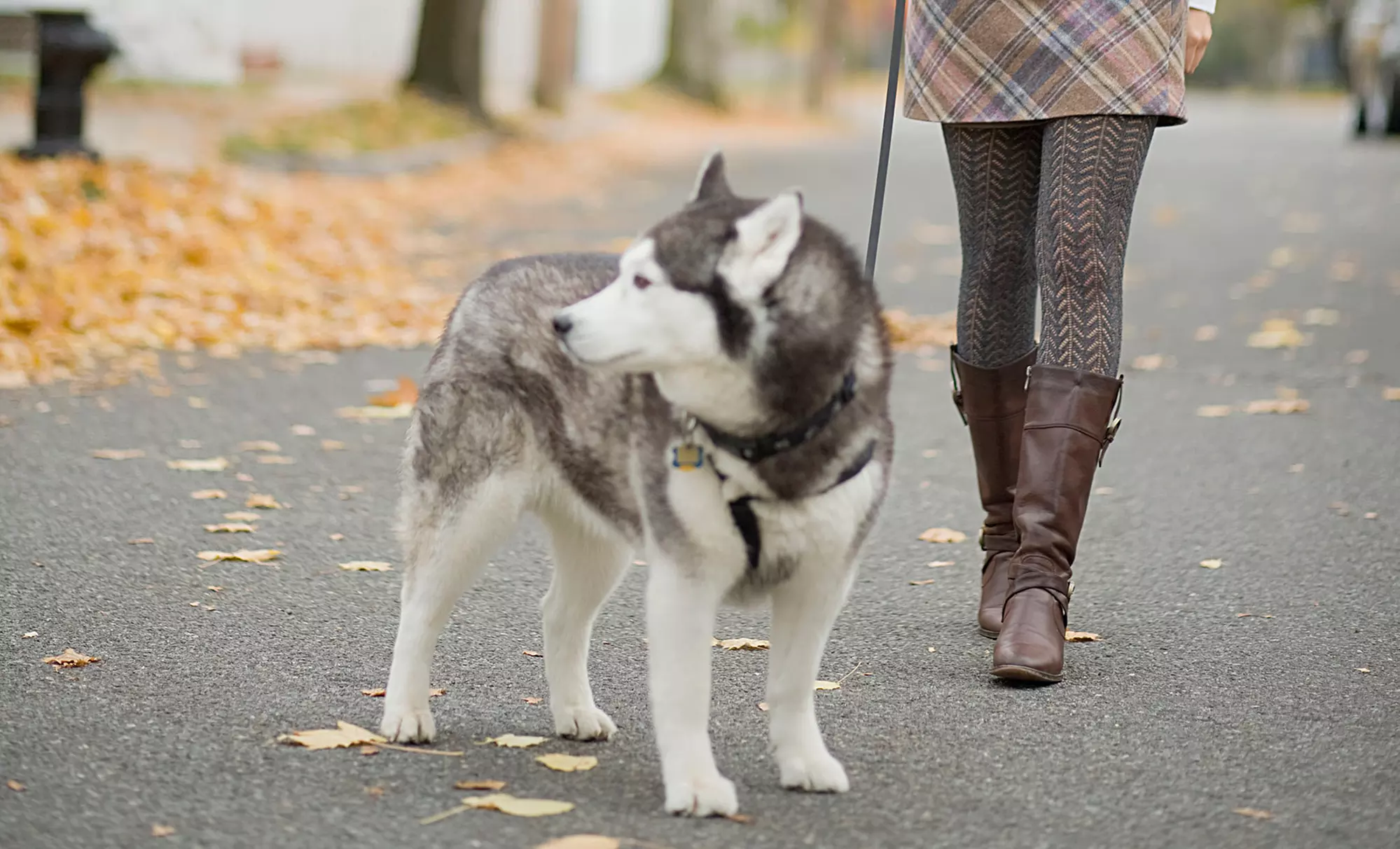 3, 5, or 10 Days of Dog Walking from Petsitting by Lizzie LLC (Up to 64% Off) - Primary Image