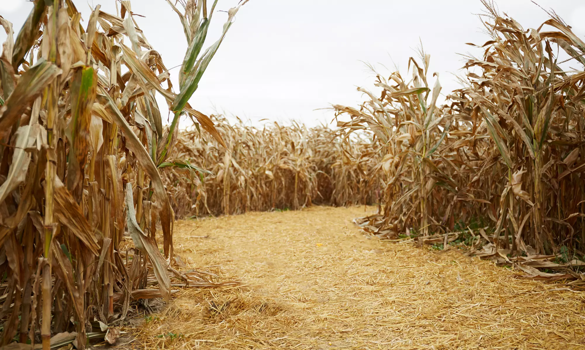Haunted Hayride and Field of Fear Corn Maze Entry for One, Two, or Four at Spooky Trails Farm (Up to 44% Off) - Primary Image