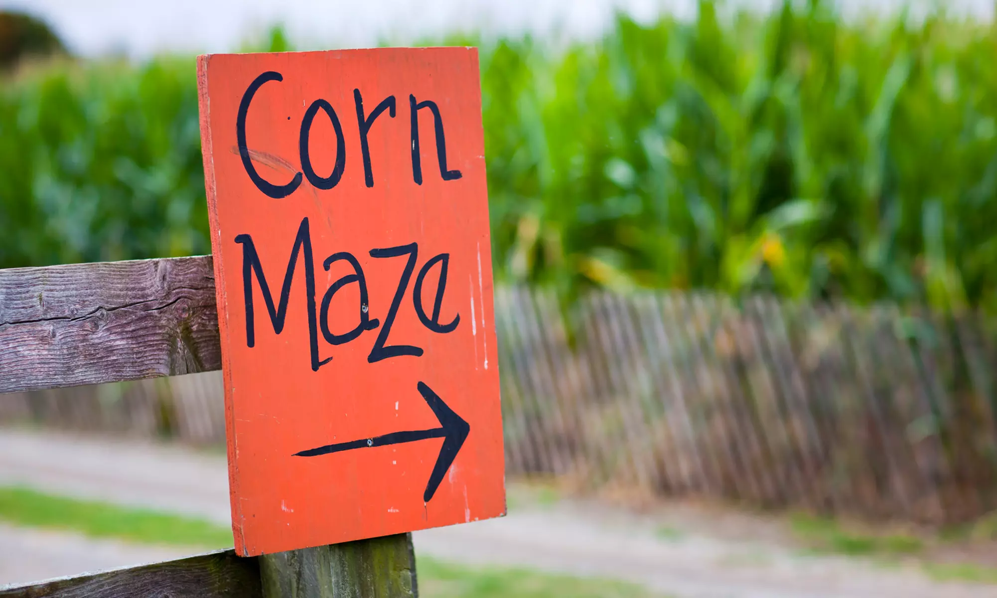 Corn Maze Wristband for Two, Four, or Six at Youth Farm Corn Maze (Up to 36% Off) - Primary Image