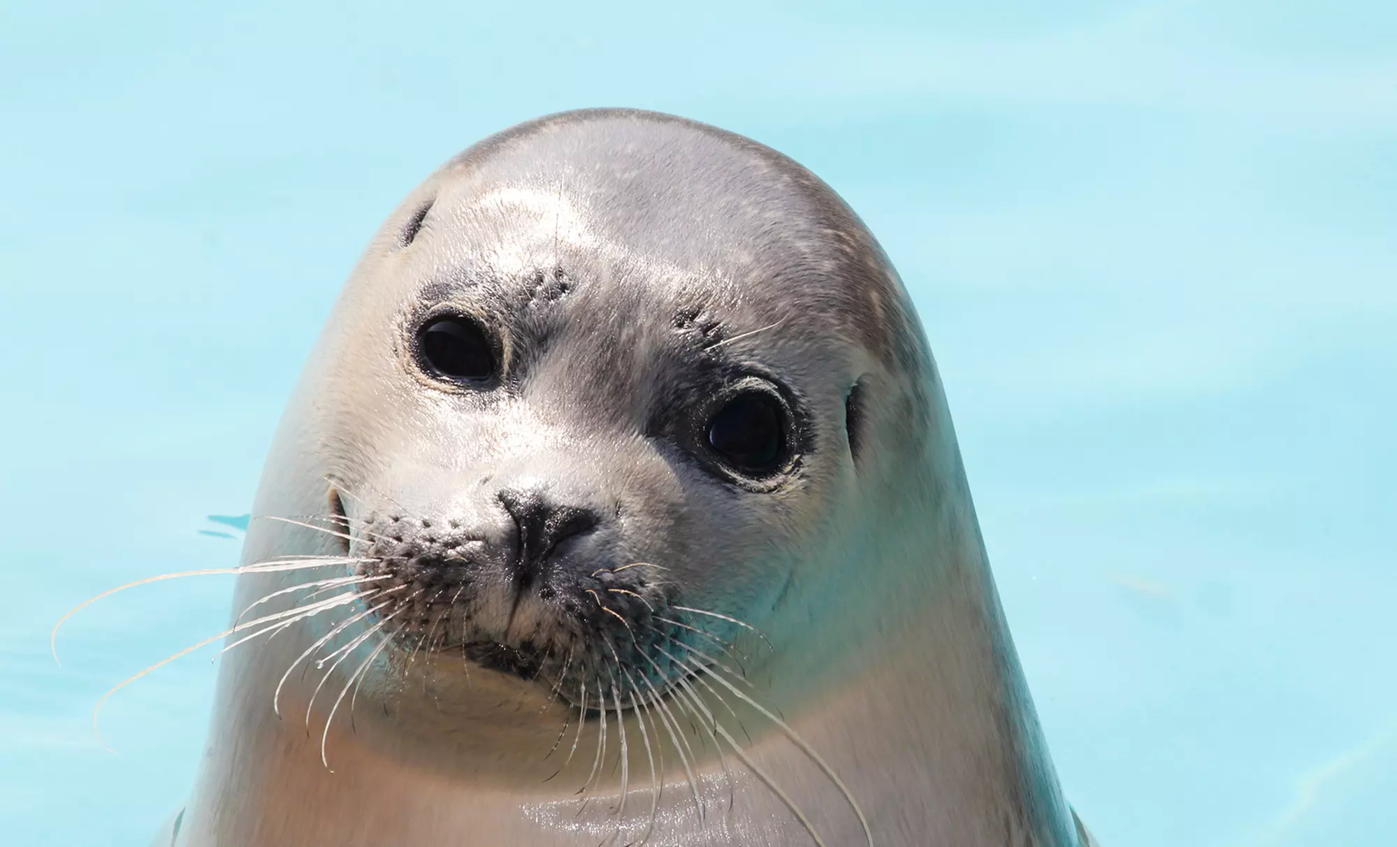 Two-Hour Seal-Watching Tour for Two or Four from Captain Lou Fleet (Up to 53% Off) - Primary Image