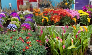 IDEA GIARDINO: 10 o 20 piantine per interni e esterni da Idea Giardino (sconto fino a 59%)
