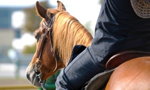 Up to 61% Off Horse-Riding Lessons at Go With It Farm