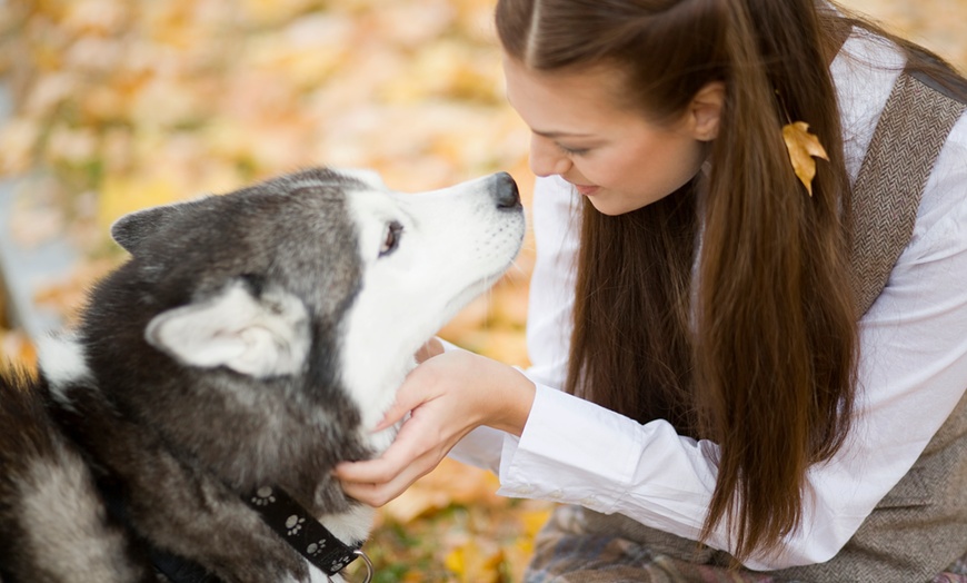 Image 1: Pet Grooming Course