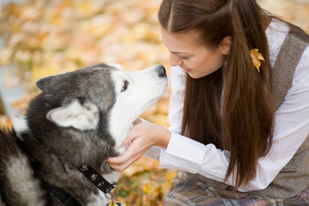 Puppy and Dog Training Course