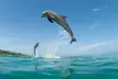 Explore Key West: Unforgettable Dolphin Watch & Snorkel Tours - Image 2