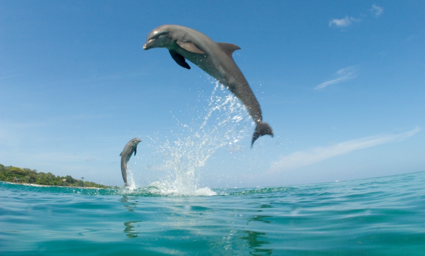 Image 2: Key West Dolphin Watch & Snorkel Tour