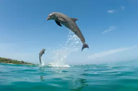 Key West Dolphin Watch & Snorkel Tour
