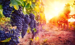 Bodegas Araico Sc: Visita a 2 bodegas con cata de 3 vinos, picoteo y botella para 2, 4 o 6 personas desde 16,95 € en Bodegas Araico Sc