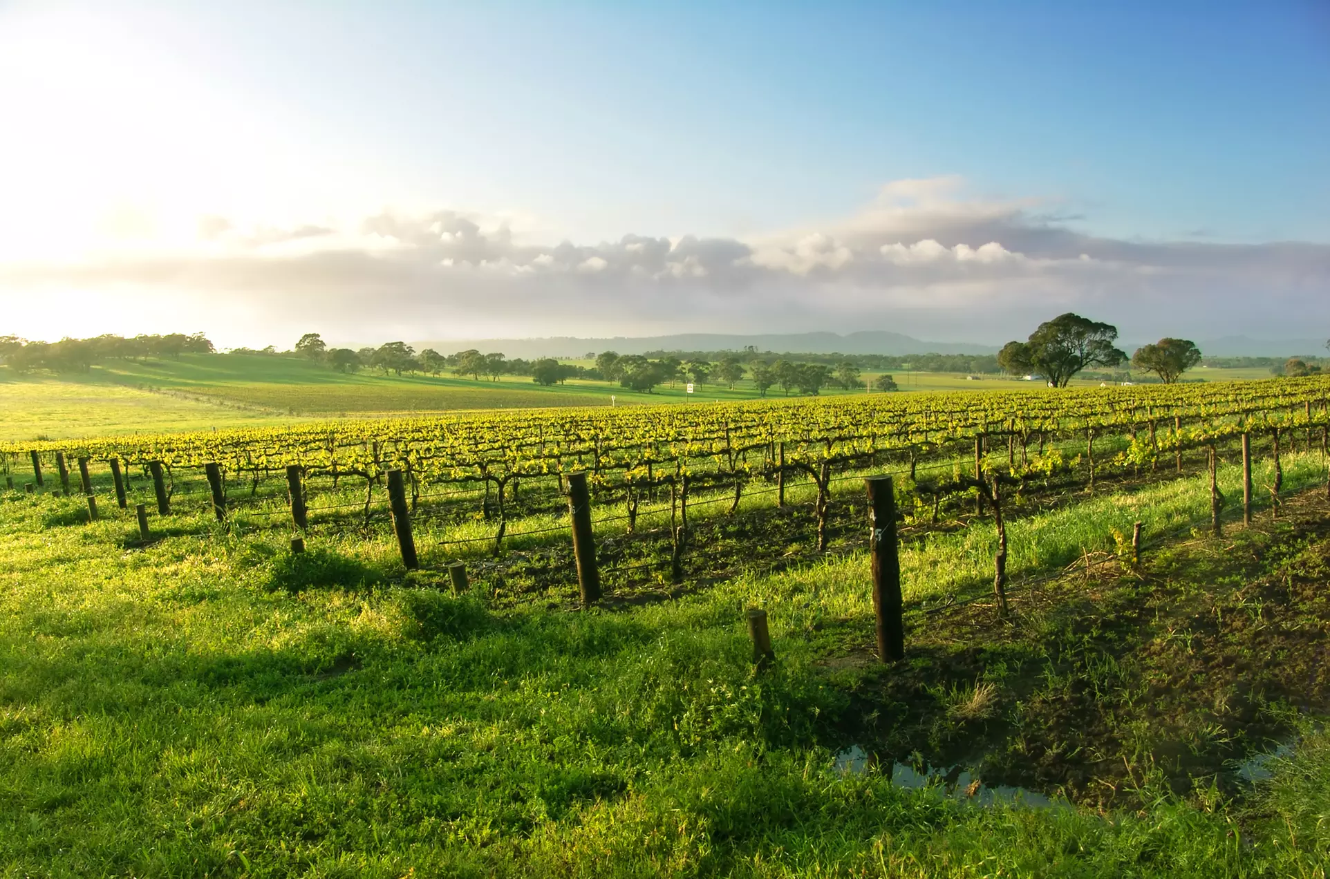 Wine Tasting Experience - Primary Image