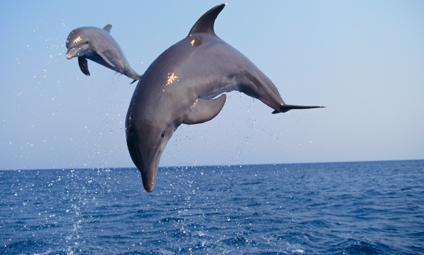 Image 1: $300.00 for 90-Minute Dolphin Watching, Harbor, or Sunset Cruise for 6 People at Gillz n Thrillz ($400.00 Value)