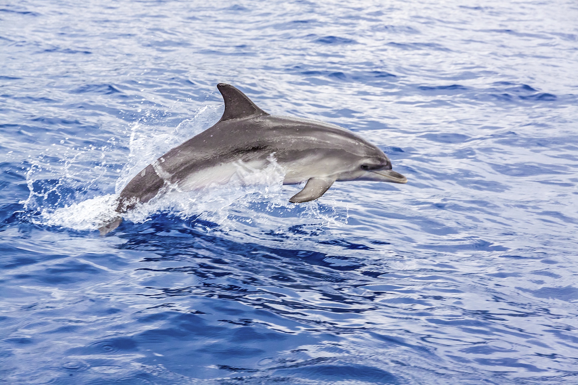 Up to 28% Off on Dolphin Watching at Beach Charters By The Bay