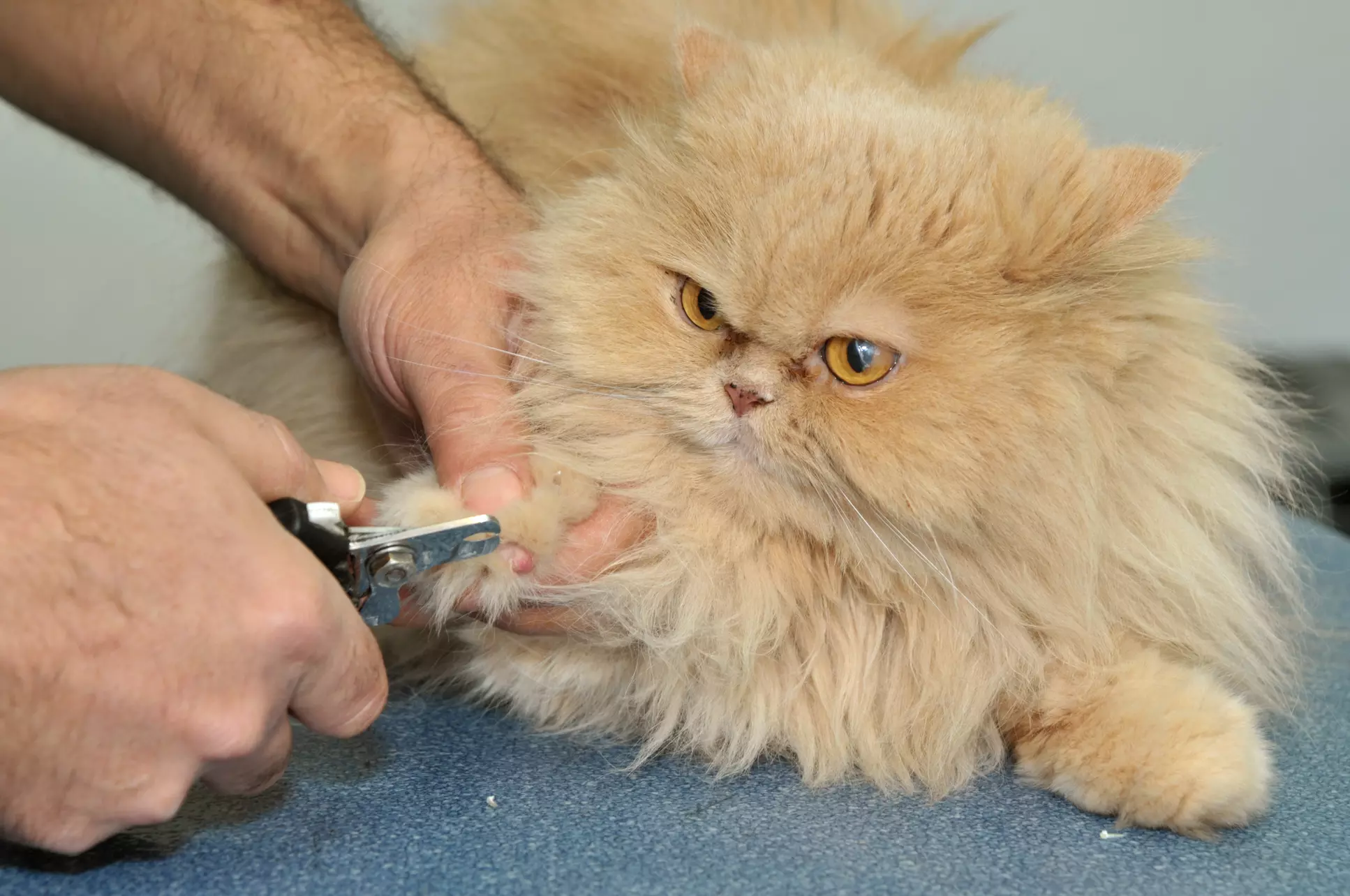 Up to 46% Off on Pet Grooming at Celestial paws LLC - Primary Image
