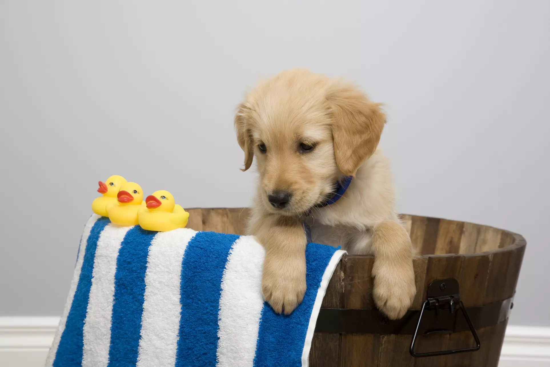 Up to 20% Off on Pet Grooming at Pawtique Pawlor - Primary Image