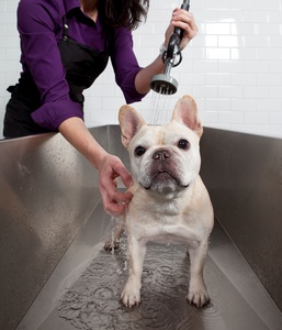 Basic Groom for a Cat or a Small Dog