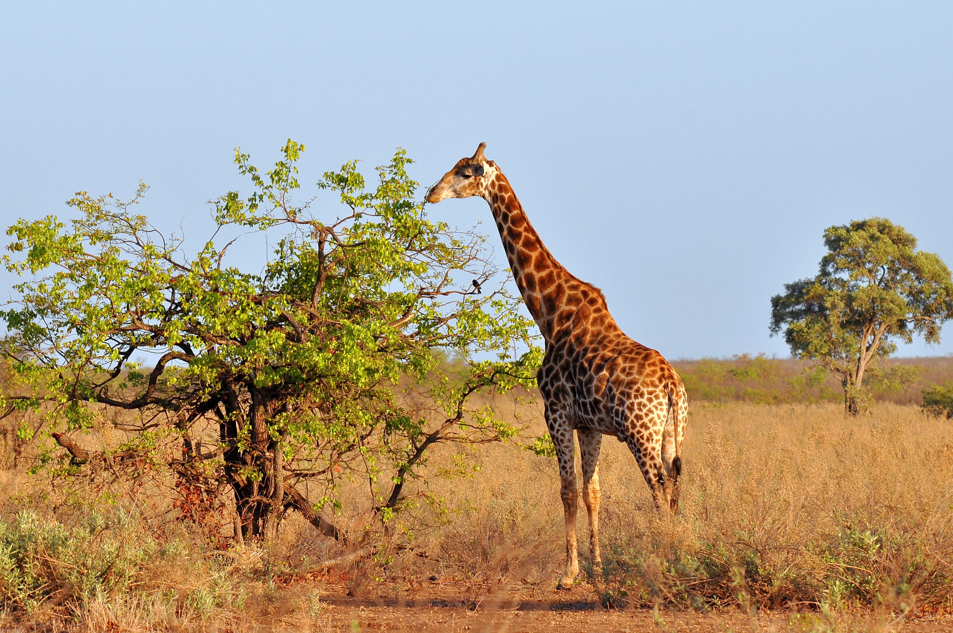 Up to 50% Off on South African Tour and Safari