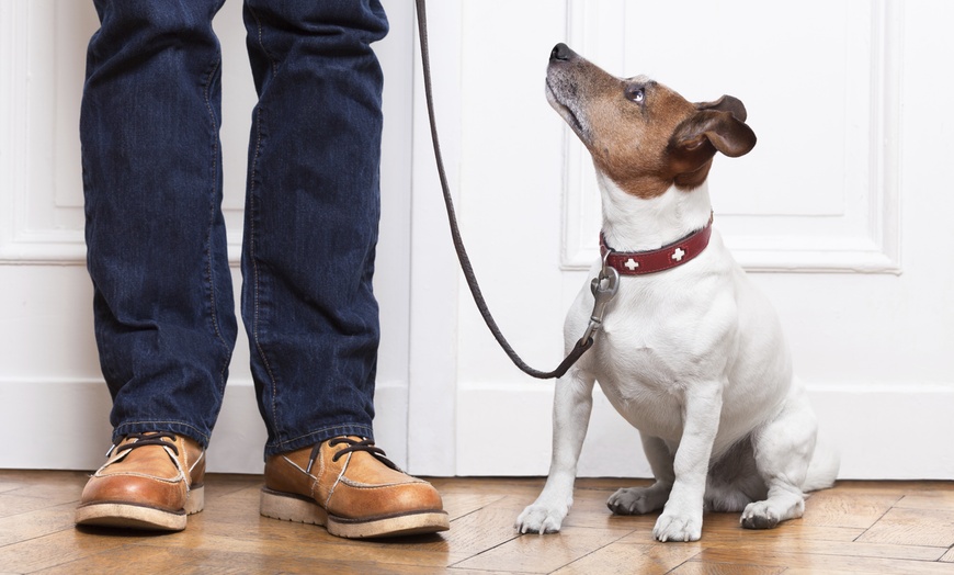 Image 1: Up to 42% Off on Obedience School at West Midlands Dog Academy