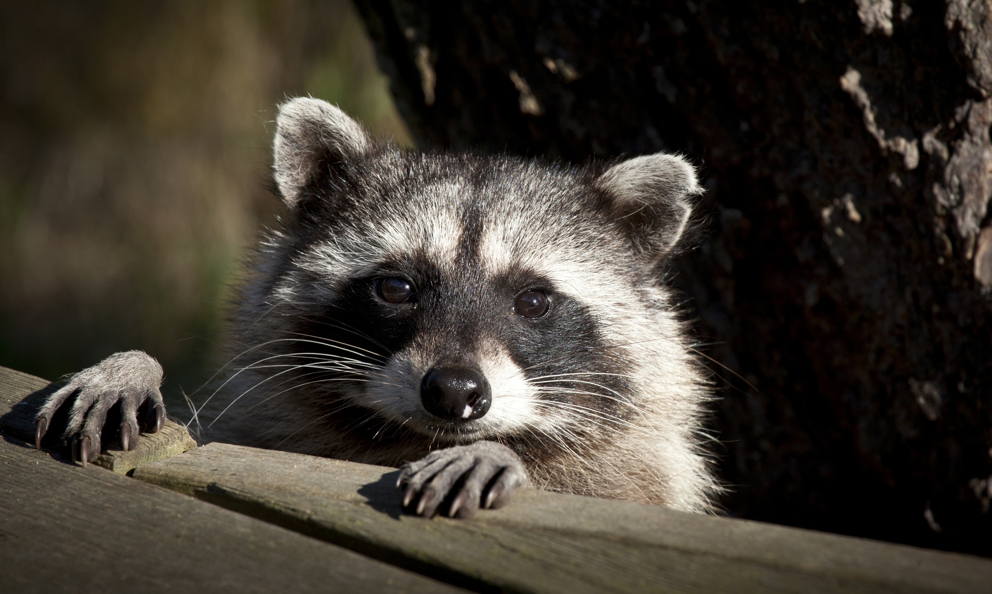 Up to 61% Off on Pest Control Service - Rodent