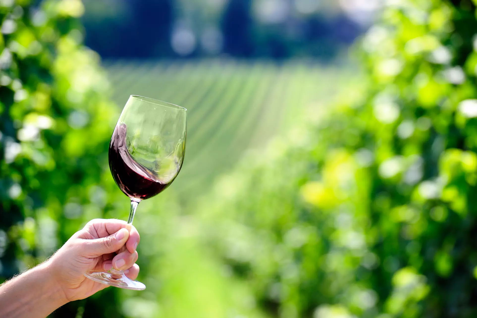 Up to 33% Off on Wine / Vineyard Tour at Wine Excursions - Primary Image