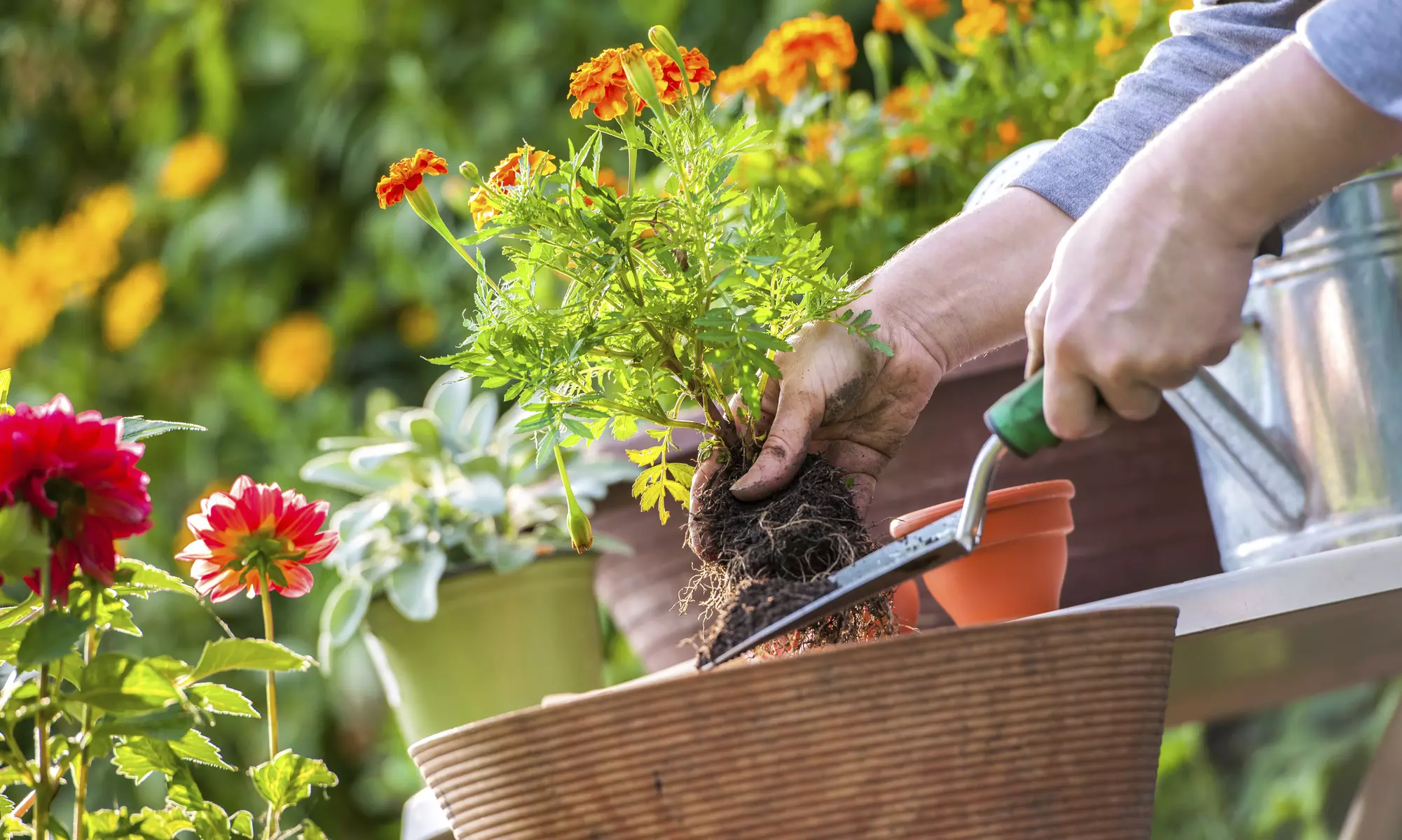 Explore & Learn Gardening, Floristry, Farming, Food Microbiology & More Online Course (Up to 60% Off) - Primary Image