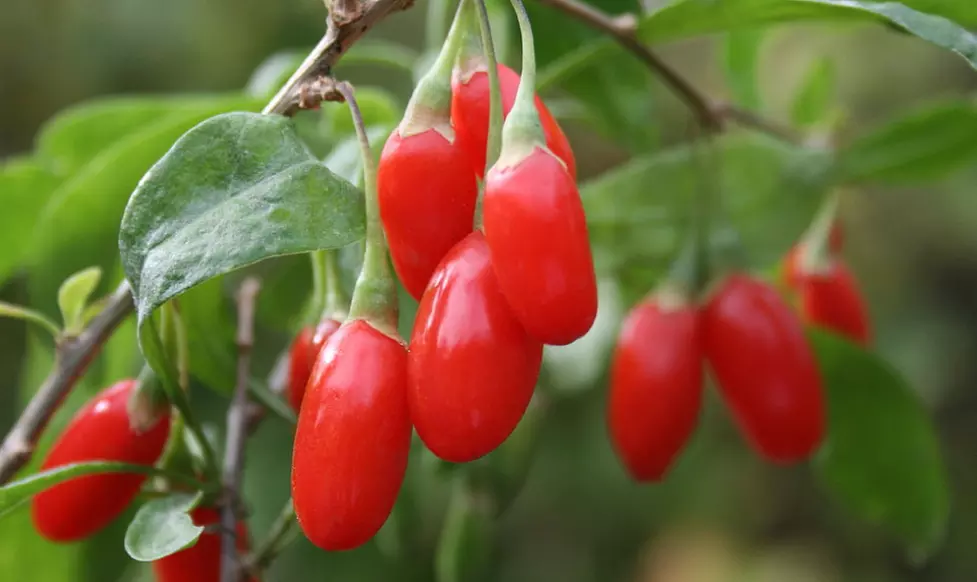Sweet Goji Berry Shrub in a Pint Pot - Primary Image