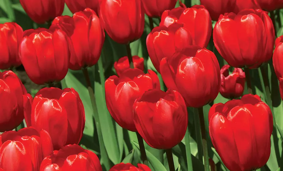Pre-Order Holland's Best Tulip Bulbs - Primary Image