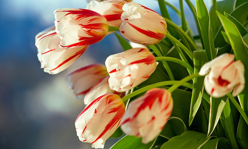 Holland's Best Tulip Bulbs | Groupon Goods