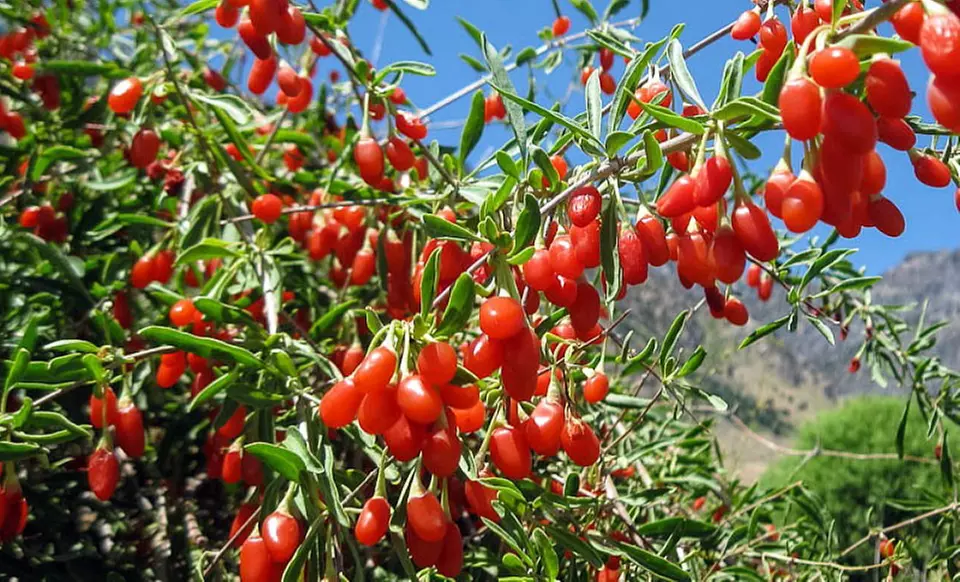 Sweet Goji Berry Shrub in a Pint Pot - Second Medium