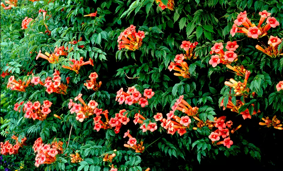 Pre-Order: Wisteria and Orange Trumpet Vines - Primary Image