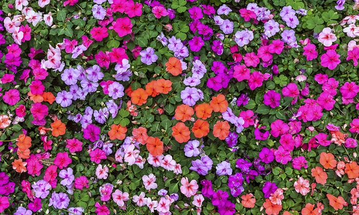 Pre-order: Perennial Seed Mats | Groupon Goods