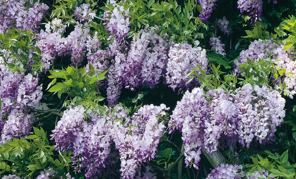 Pre-Order: Wisteria and Orange Trumpet Vines - Second Medium