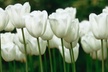 Pre-Order Holland's Best Tulip Bulbs - Second Medium