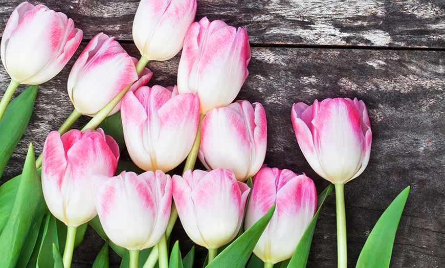 Holland's Best Tulip Bulbs | Groupon Goods