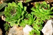 Hens and Chicks Succulent Plants - Second Medium
