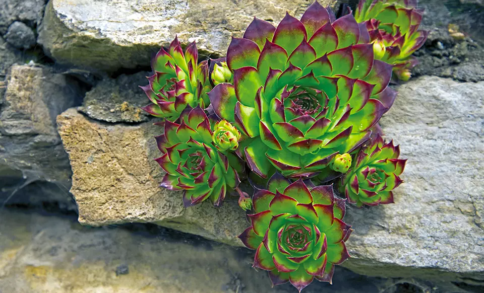 Hens and Chicks Succulent Plants - Primary Image