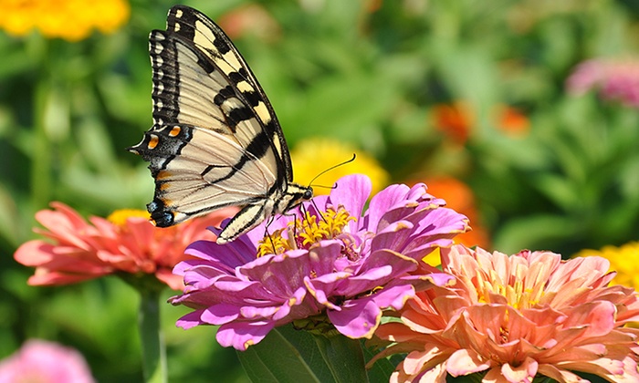 Pre-order: Perennial Seed Mats | Groupon Goods