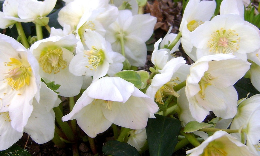 Snowbird Christmas Rose Plant Groupon Goods