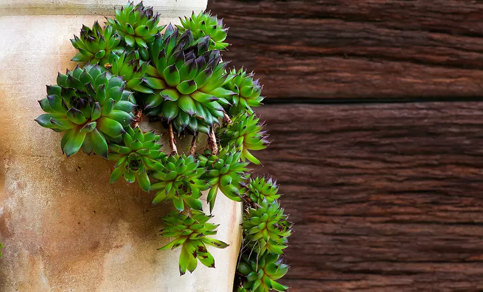 Hens and Chicks Succulent Plants - Second Medium