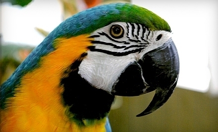 Costco merchant services canada