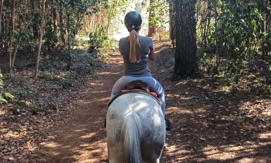 Image 4: Explora la naturaleza de Tenerife a caballo, sin experiencia previa