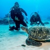 Image 1: Scuba Diving Adventures – Honolulu Reefs at Aloha Scuba Diving Company