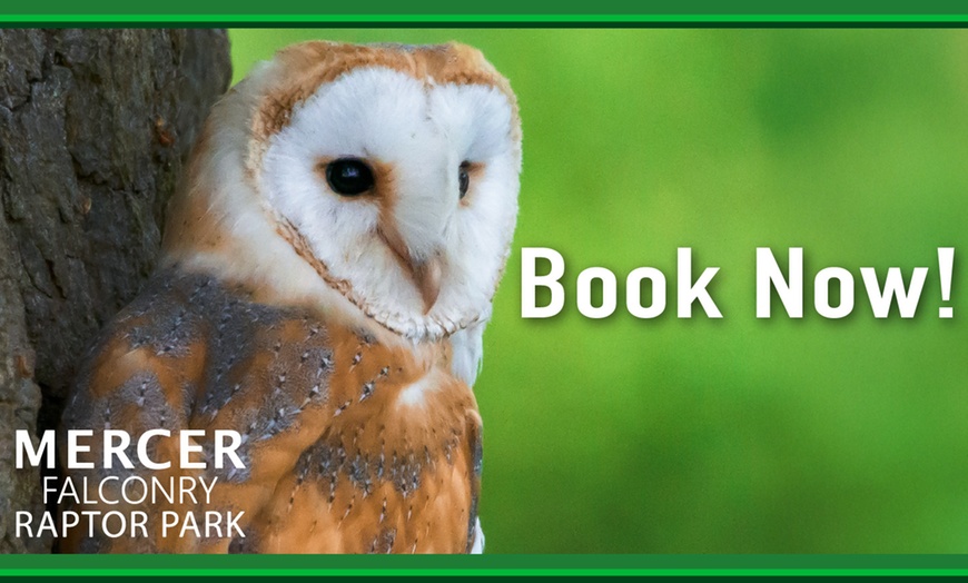 Image 7: Enjoy a 1/2 Hr Falconry Experience for all ages 4+ at Mercer Falconry