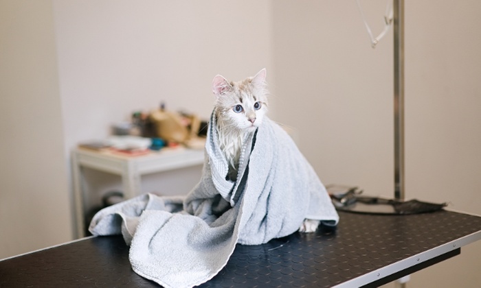 Pet Pamper Grooming: Full Grooming + Haircut for Cats & All Dog Sizes