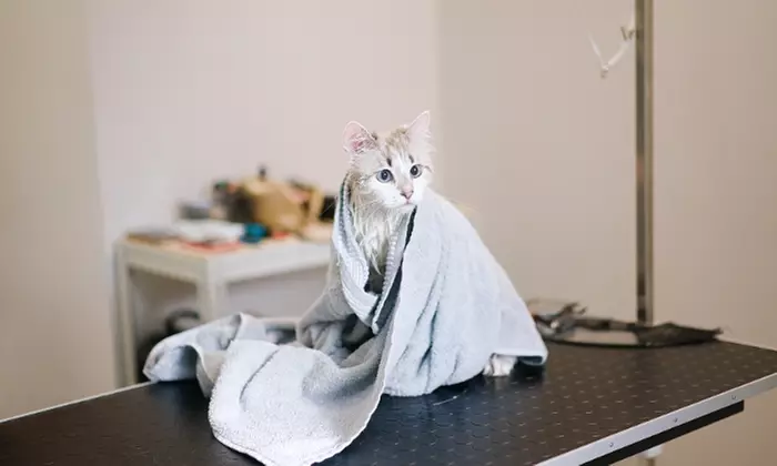 Pet Pamper Grooming: Full Grooming + Haircut for Cats & All Dog Sizes