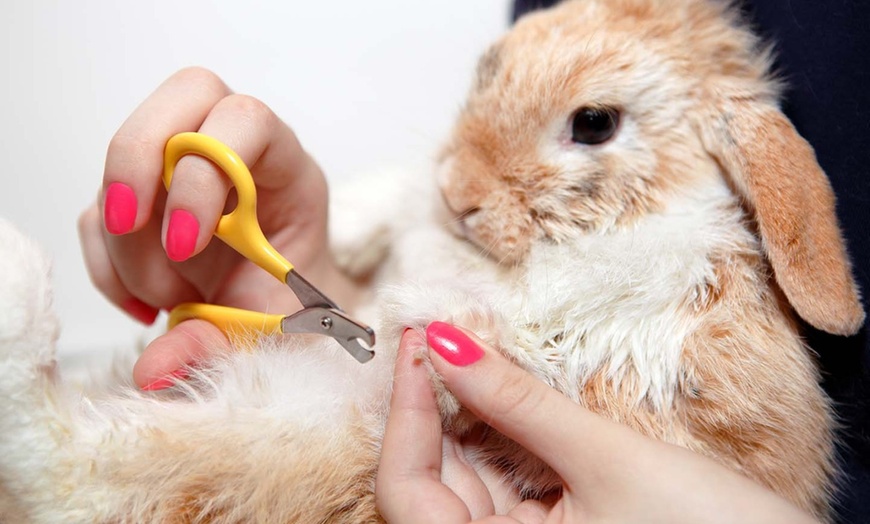 Image 2: Up to 66% Off on Pet - Grooming / Salon at The North East Pet Shop