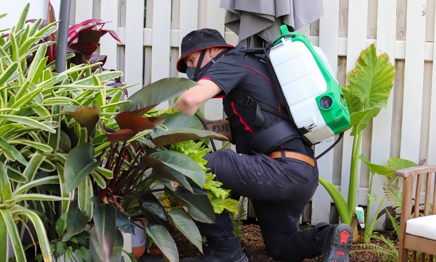 Image 4: Pest Control Service - Termite at Control Pest Management Brisbane