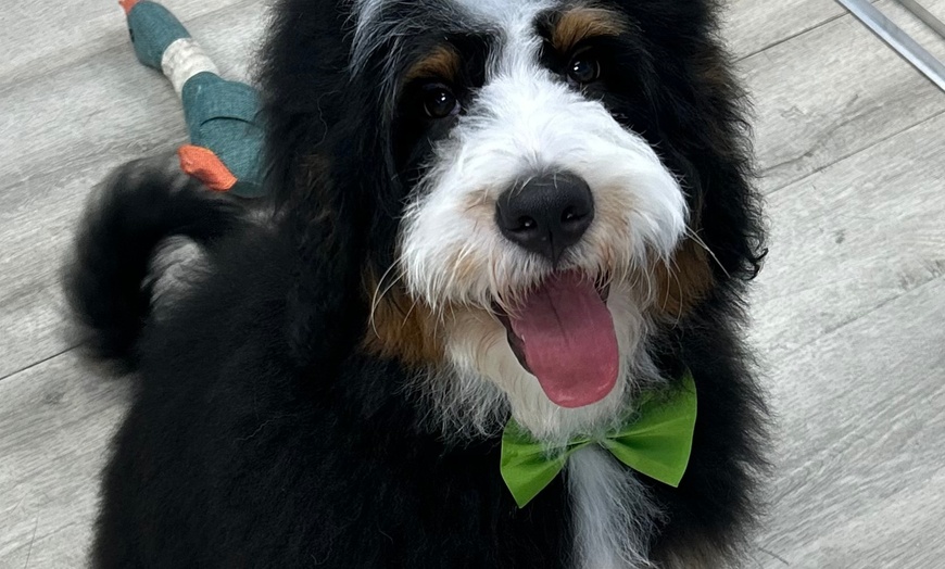 Image 9: Up to 46% Off on Pet Grooming at Dog and Cat Planet